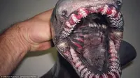 Hiu mirip belut yang memiliki deretan gigi mengerikan atau dikenal dengan hiu berjumbai (Twitter/@rfedortsov)