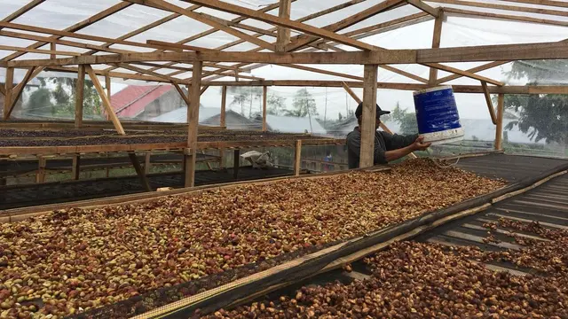 Kepahiang Kembangkan Kopi Premium Fine Robusta
