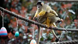 Seekor monyet tupai manaiki tubuh pasangannya ketika berebut telur Paskah yang berisi cacing dan biji-bijian di Kebun Binatang London, Inggris, Kamis (29/3). (AP Photo/Alastair Grant)