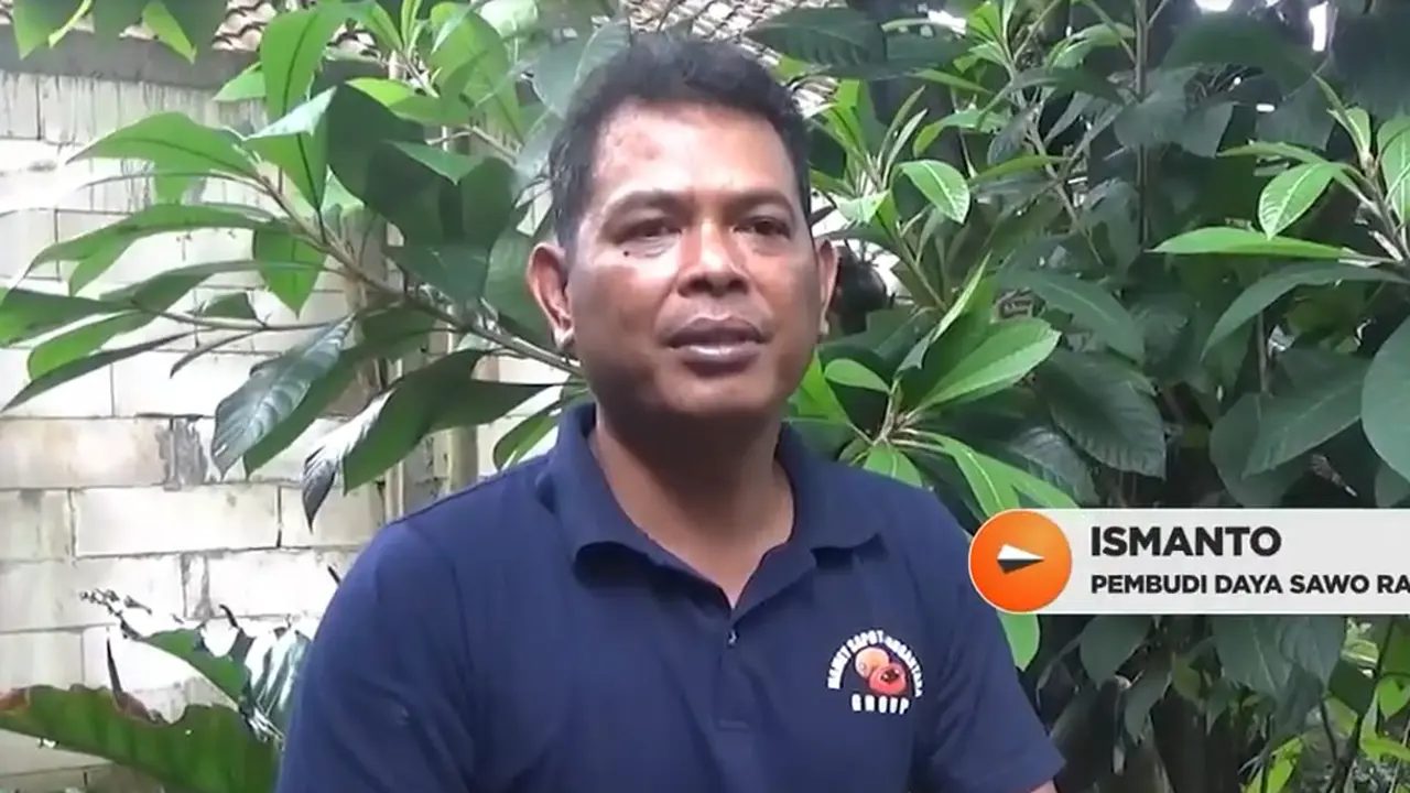 Ismanto, pembudi daya sawo raksasa