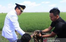 Tahukah Anda? Bupati Indramayu Targetkan 10 Ribu Ular Sahabat Petani Indramayu untuk Basmi Hama Tikus!