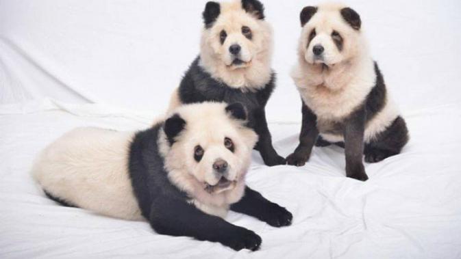 Lucu Tiga Anjing Ini Diwarnai Agar Mirip Panda Lifestyle Liputan6 Com