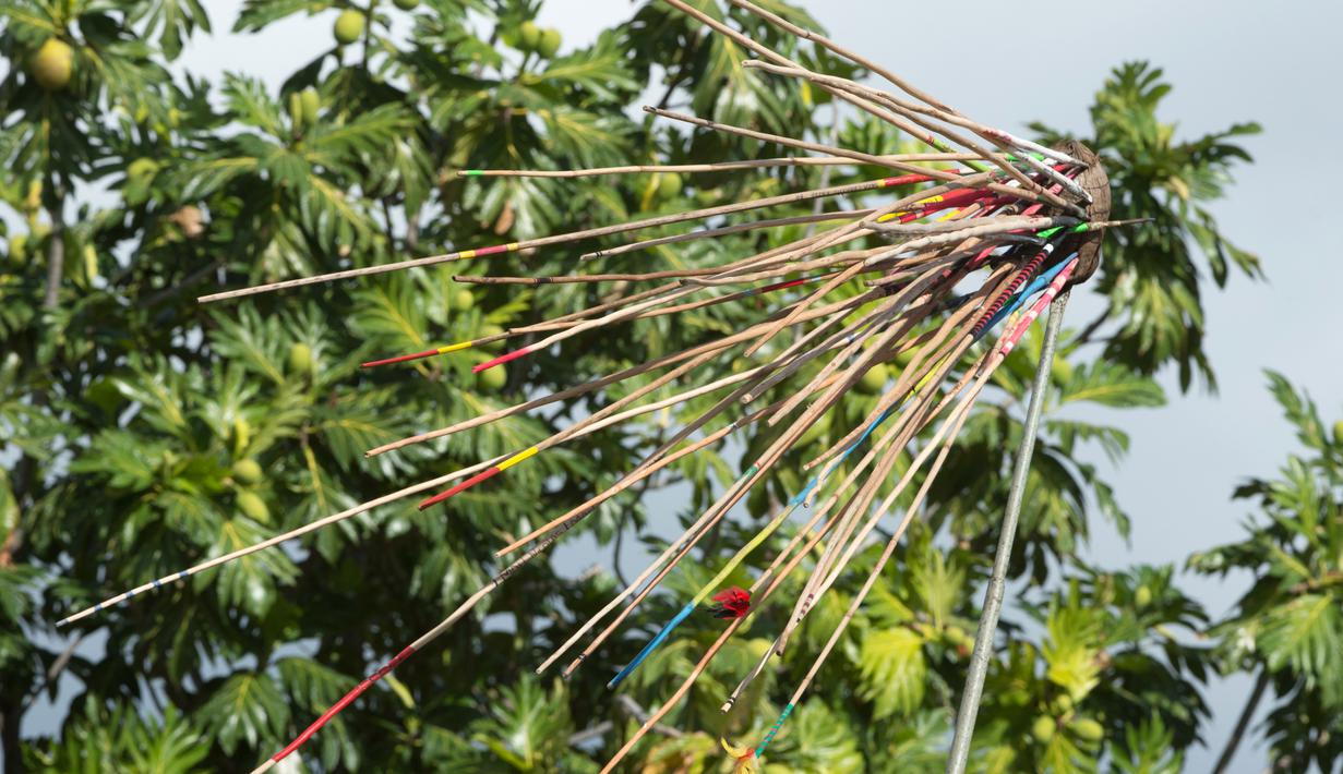 <p>Gambar yang diambil pada tanggal 15 Juli 2017 menunjukkan sebuah kelapa saat kompetisi lempar lembing di kelapa di Papeete, Polinesia. Kompetisi lemparan lembing di kelapa ini adalah olahraga tradisional di Polinesia Prancis. (AFP Photo/Gregory Boissy)</p>