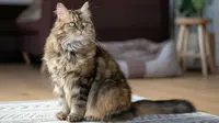 5 Kucing Jumbo yang Cocok Dipelihara di Rumah