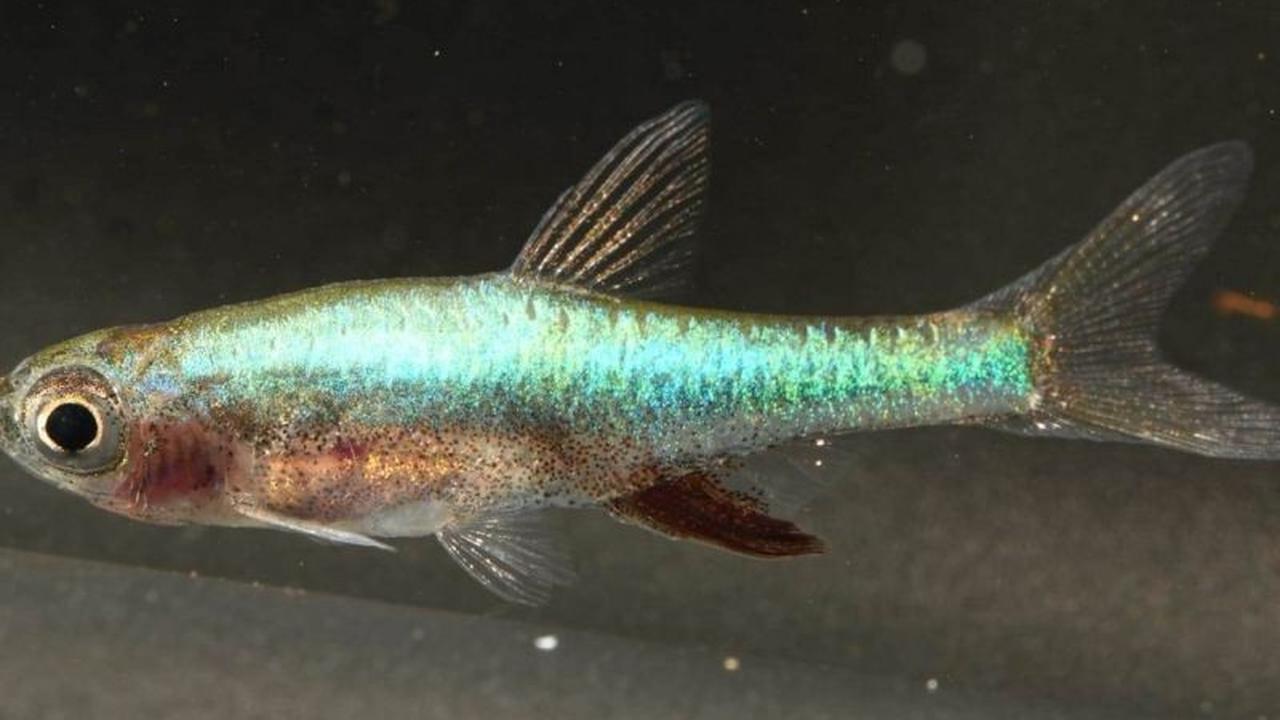 Uniknya Ikan Bebiuu Bangka Selatan, Si Biru Endemik yang Kini Resmi Jadi Kekayaan Intelektual Komunal!