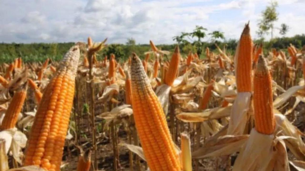 Tahukah Anda? Produksi Jagung Lebak Capai Ribuan Ton, Kunci Ketahanan Pangan dan Peningkatan Ekonomi Warga