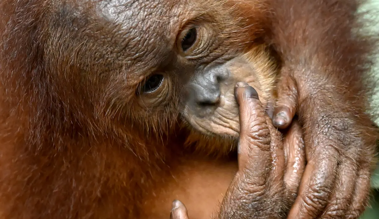 Tingkah bayi orangutan Bon Bon saat digendong petugas di Bandara Internasional I Gusti Ngurah Rai, Denpasar, Bali, Senin (16/12/2019). Kondisi kesehatan Bon Bon dinyatakan cukup baik untuk bisa direlokasi. (SONNY TUMBELAKA/AFP)