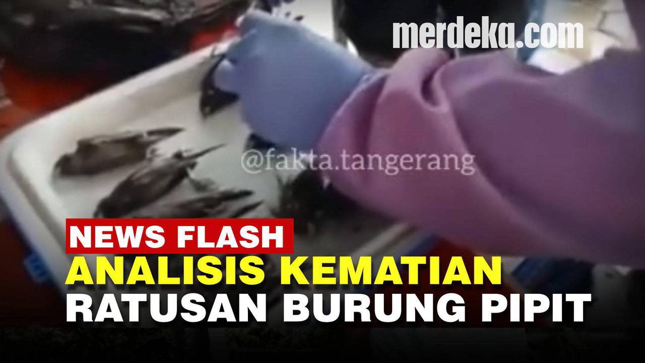 VIDEO: Kematian Ratusan Burung Pipit di Cirebon Diduga Akibat Fenomena Alam Ekstrem