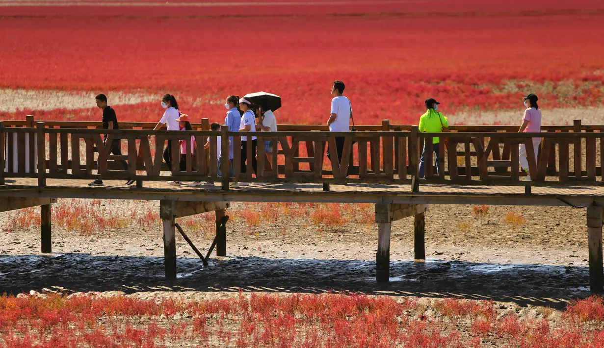 Orang-orang mengunjungi Pantai Merah di Panjin, provinsi Liaoning timur laut China (27/8/2021). Pantai Merah dinamakan demikian karena tanaman suaeda salsa yang tumbuh di lanskap rawa. (AFP/STR)