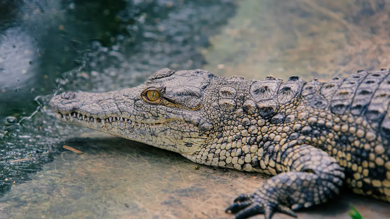 buaya