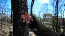 Pohon kembali bertunas setelah sempat terbakar hangus dalam kebakaran hutan di dekat Teluk Batemans, Australia, Jumat (27/2/2020). Kebakaran hutan yang melanda Australia selama berbulan-bulan telah melumat seperlima dari hutan negara tersebut. (Xinhua/Chu Chen)