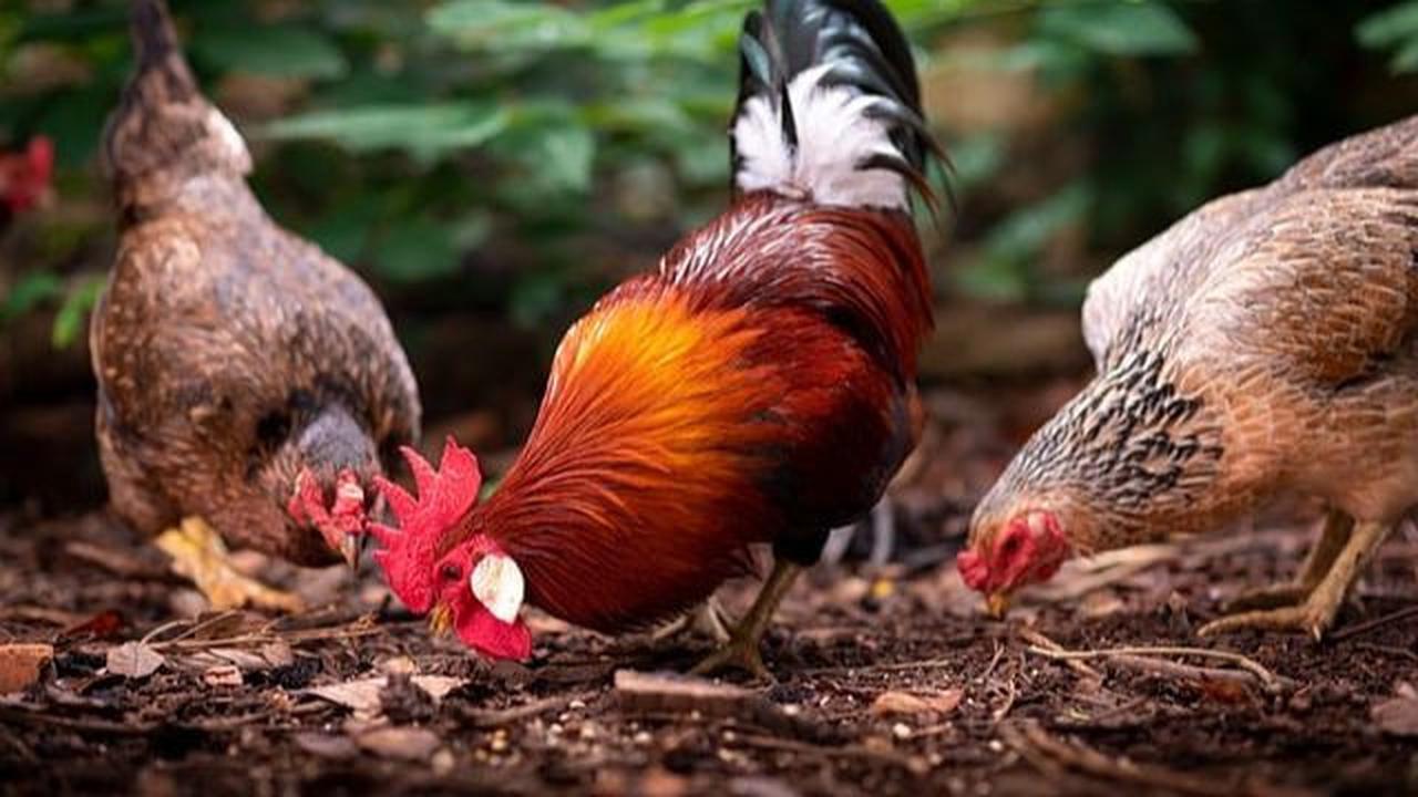 <b>Didominasi Ayam Betina</b>