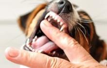 Ketahui Cara 15 Menit Pertolongan Pertama Akibat Digigit Hewan Rabies