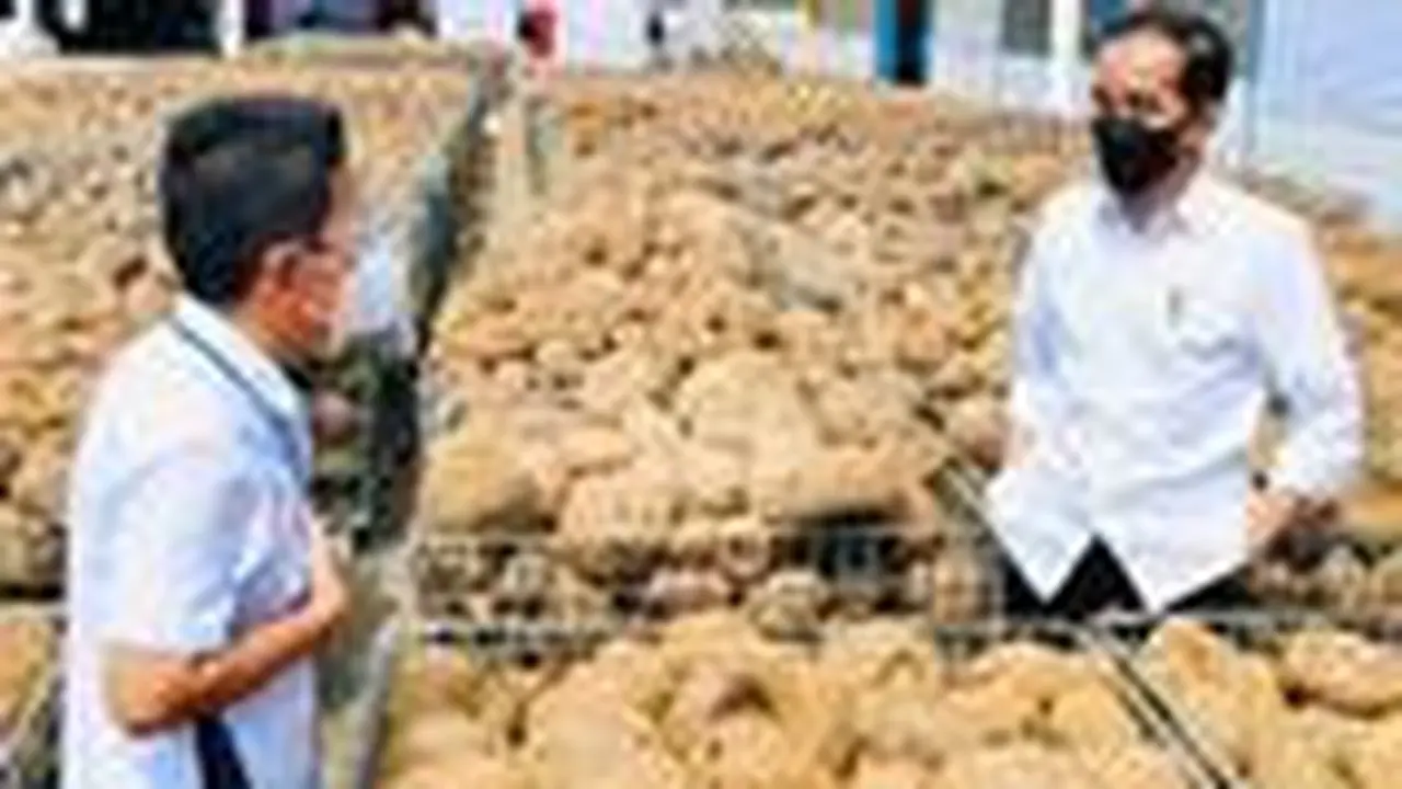 Presiden Joko Widodo tengah berdiskusi dengan salah satu petani Porang mengenai besarnya potensi porang tanah air.