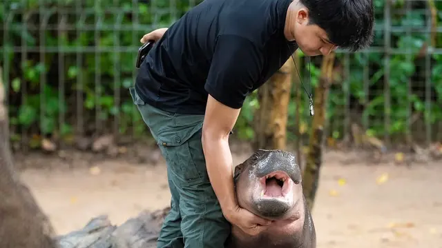 Moo Deng Si Kuda Nil Kerdil Viral Lagi Usai Fotonya Berendam di Kolam Penuh Feses Beredar di Medsos