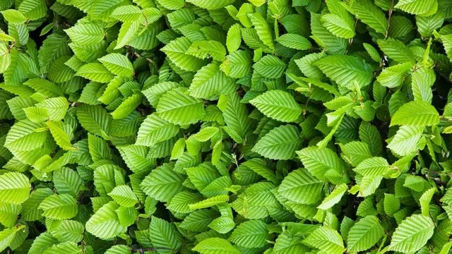 Daun hijau