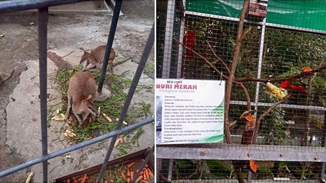 Kebun Binatang Siantar, Koleksinya Paling Lengkap di Sumut