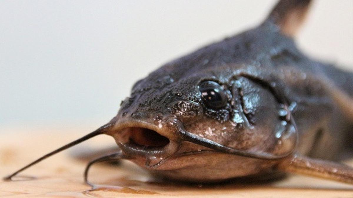 Ternak Ikan Nila vs Lele Lebih Untung Mana? Simak untuk Maksimalkan Budidaya