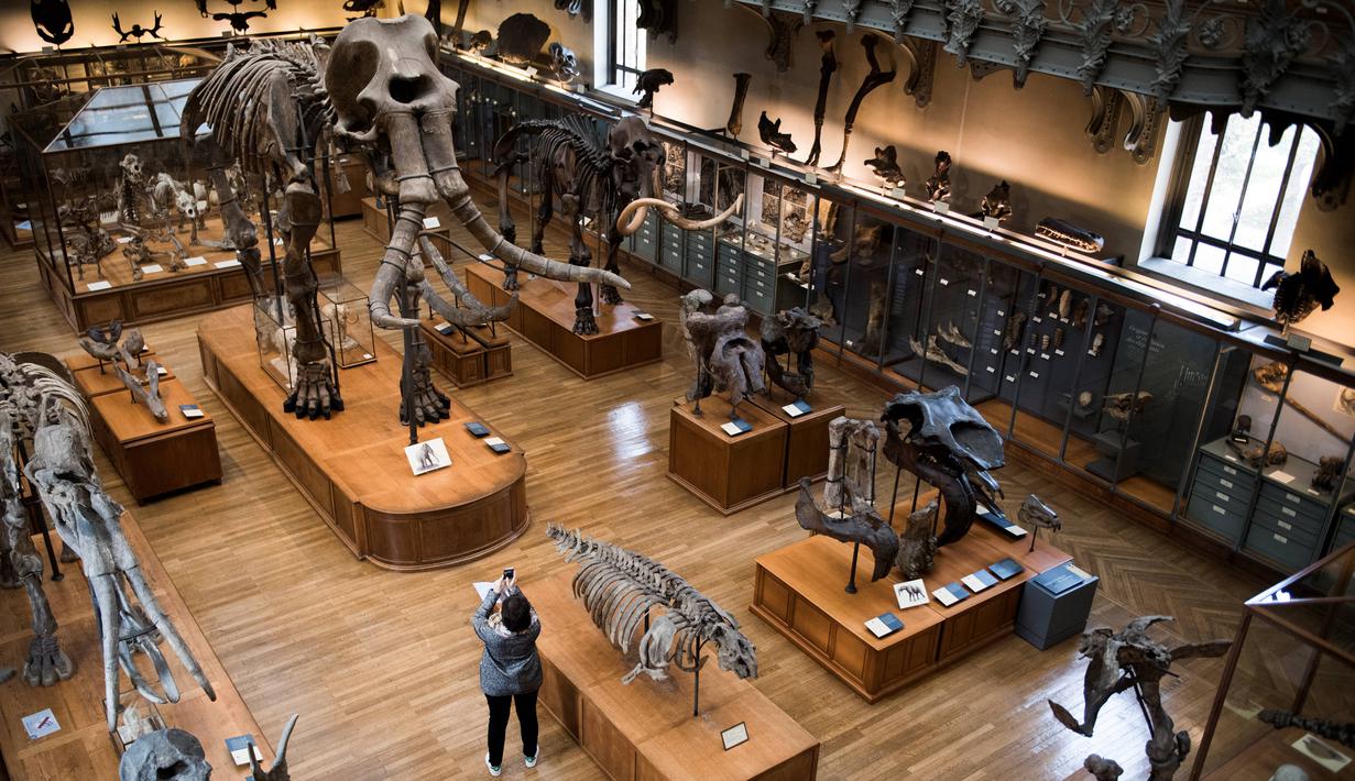 Pengunjung mengambil gambar kerangka dinosaurus yang ada di galeri paleontologi Museum Sejarah Alam Prancis di Paris, Kamis (16/11). Museum yang menyimpan ribuan tulang belulang hewan dan benda purba ini berencana merenovasi gedungnya. (Martin BUREAU/AFP)