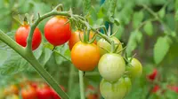 Tomat adalah salah satu tanaman yang mudah tumbuh dimana saja..