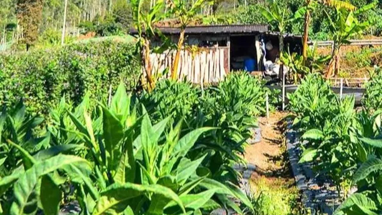 Aturan Produk Tembakau Dikhawatirkan Berdampak ke Maraknya Rokok Ilegal