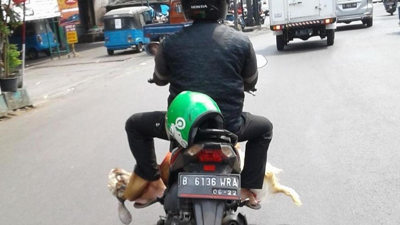 Mudah-mudahan kambingnya tidak bingung