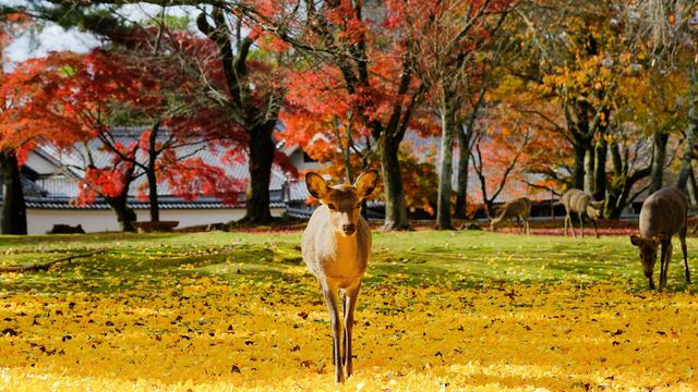Nara