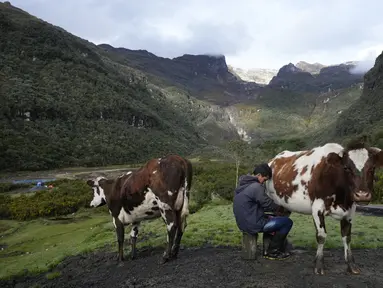 Emerson Camargo memerah susu sapi dekat gunung berapi Nevado del Ruiz (latar belakang) di Villahermosa, Kolombia, Selasa (11/4/2023). Pejabat Kolombia mulai mengevakuasi beberapa keluarga setelah gunung berapi menunjukkan aktivitas seismik tingkat tinggi yang dapat menandakan letusan dalam beberapa hari mendatang atau minggu. (AP Photo/Fernando Vergara)