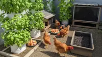 10 Kiat Hasilkan Uang dari Rumah Lewat Berkebun & Beternak, Modal Kecil, Cuan Lumayan