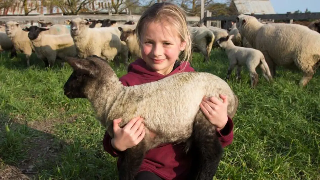 Emily, Peternak Cilik Australia yang Miliki 25 Ekor Domba