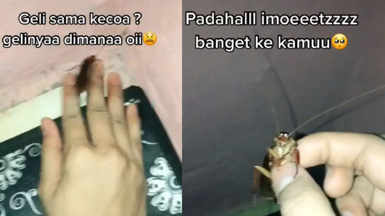 tangkap kecoak