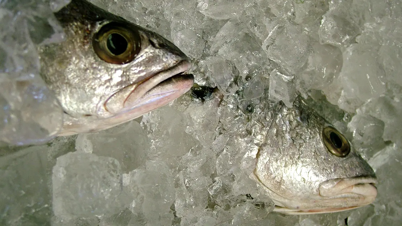 Ajaib, Sudah Dibekukan ke Dalam Kulkas Ikan di Jepang Hidup Lagi