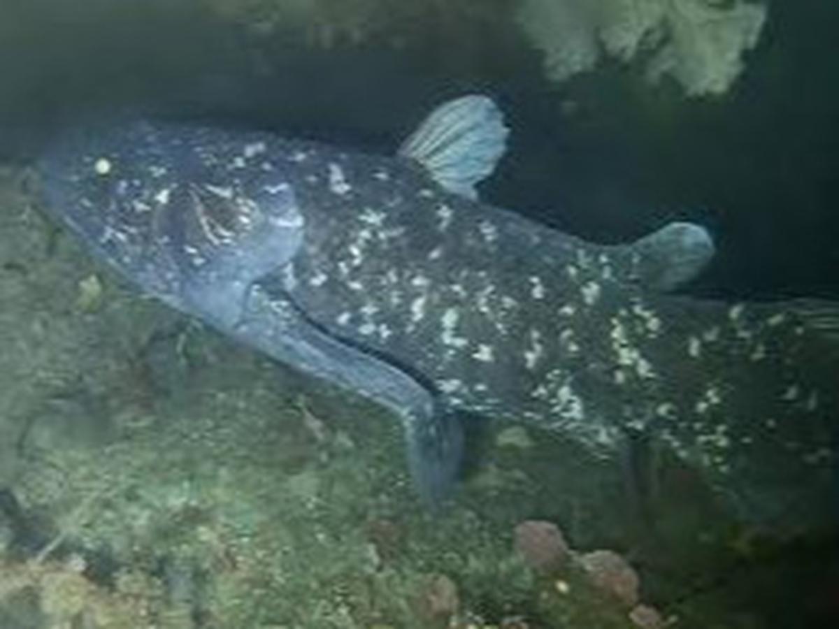 Ikan Coelacanth