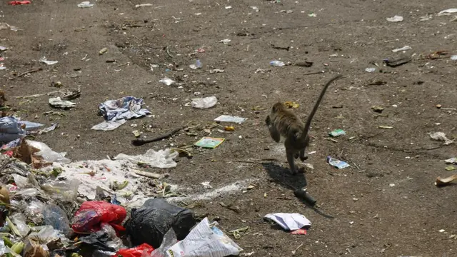 Monyet ekor panjang