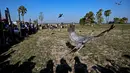 Bangau Sarus Timur yang terbang menjauh setelah dilepasliarkan di waduk Huai Chorakhe Mak, Buriram, Thailand, Minggu (25/12/2022). Bangau Sarus terakhir terlihat di alam liar pada tahun 1968, sebelum adanya kerjasama antara pemerintah Thailand, Kebun Binatang Nakhon Ratchasima dan PBB untuk menyelamatkan mereka. (Lillian SUWANRUMPHA / AFP)