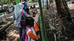 Sejumlah anak TK melihat rusa di Taman Marga Satwa Ragunan, Jakarta, Kamis (13/12). Kegiatan tersebut juga untuk memberikan wawasan kepada anak-anak betapa pentingnya mencintai satwa. (Liputan6.com/Faizal Fanani)