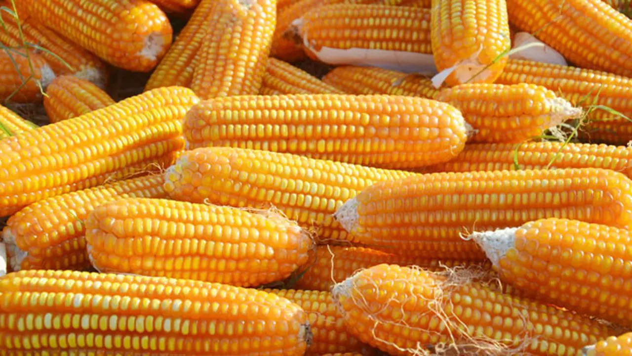 Kementan Pastikan Produksi Jagung Nasional Surplus