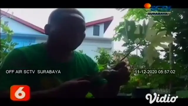 Siapa sangka di atas bangunan rumah berukuran 5x7 meter di perkampungan padat penduduk di Simorejo, Surabaya, terdapat kebun buah tin. Berkat ketekunannya, kini Sulistyo memiliki 250 jenis tanaman yang berhasil dibudidayakan.