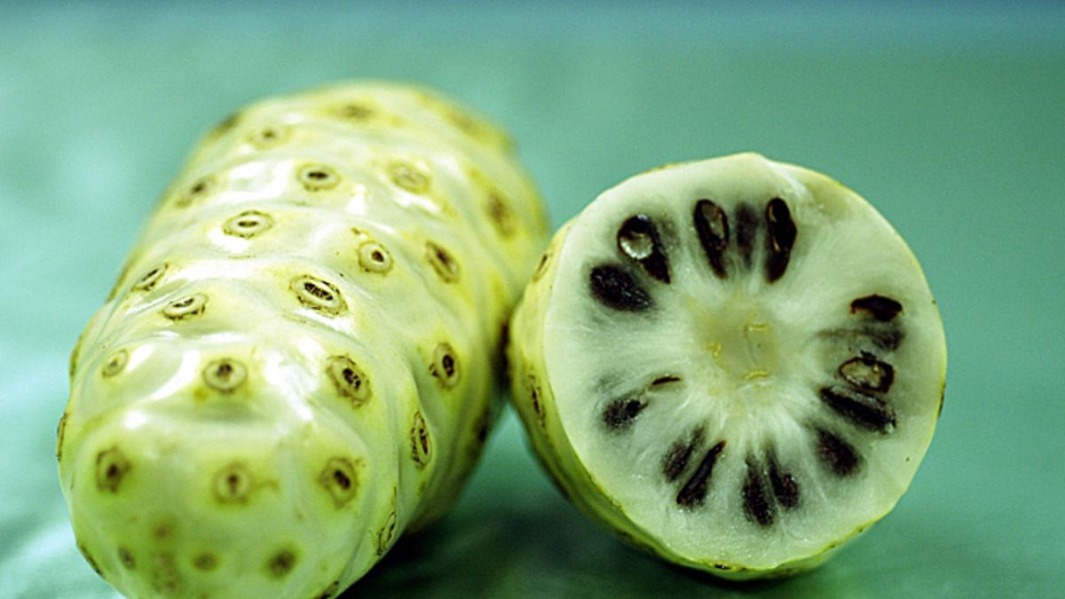 Rahasia Kesehatan Buah Mengkudu: Cara Membuat Rebusan yang Penuh Manfaat