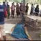 Utang Babi Picu Pembunuhan Sadis di Sumba Barat Daya