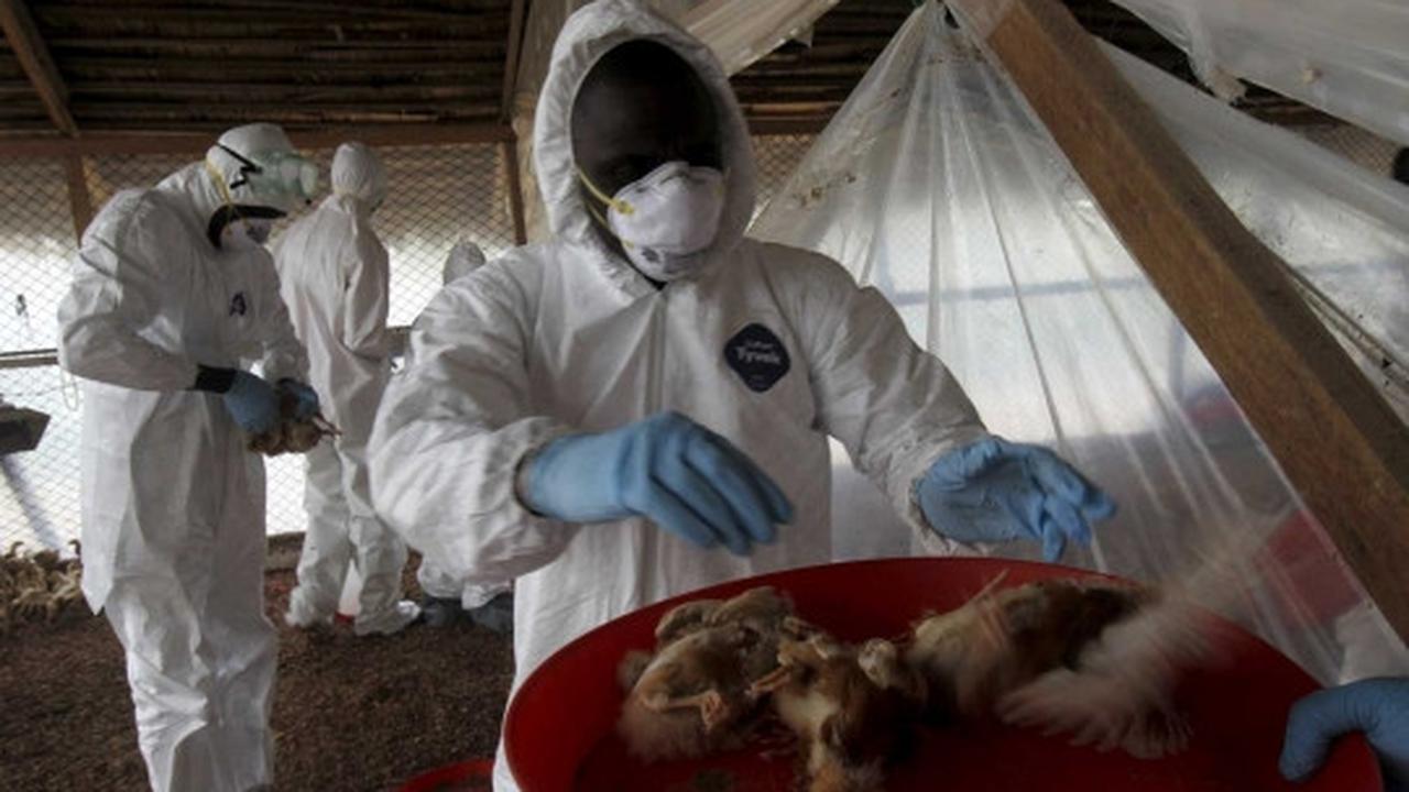 Wabah virus Flu Burung menyebar di Afrika