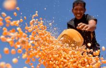 Bulog Catat Serapan Jagung Hampir 300 Ribu Ton, Tertinggi Sepanjang Sejarah