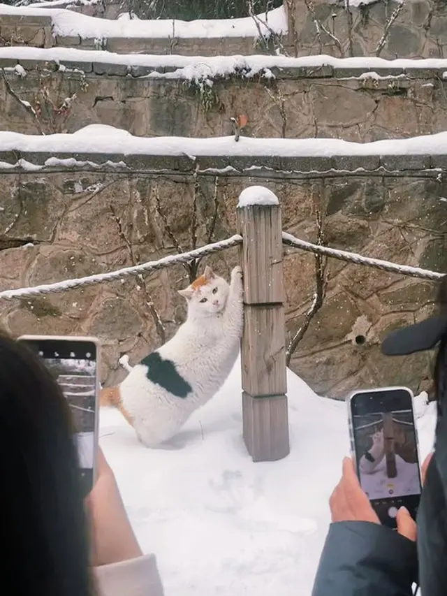 6 Potret Kucing Bergaya Seperti Model Ini Menggemaskan, Lucu Pol