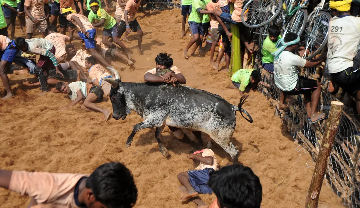 Pemerintah India pernah larangan Festival Jallikattu yang identik dengan kekerasan terhadap banteng, India, Kamis (9/2). Larangan Festival Jallikattu dicabut usai diprotes karena dianggap sebagai tradisi yang perlu dilestarikan. (AFP PHOTO / ARUN Sankar)