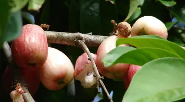 Pohon jambu Dersono sejenis jambu air ini memiliki aura yang sangat kuat. Bahkan karena saking kuatnya aura yang dikeluarkan, tanah yang semula ‘panas’, bila ditanami tanaman ini akan berubah menjadi ‘hoki’. (Istimewa)