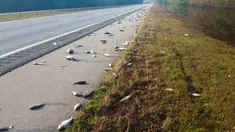 Ikan-ikan mati berserakan setelah banjir surut di jalan raya Interstate 40, North Carolina pada 22 September 2018. Banjir yang disebabkan oleh Badai Florence membuat ikan-ikan keluar dari habitatnya dan mendamparkan mereka di jalan raya. (AP Photo)