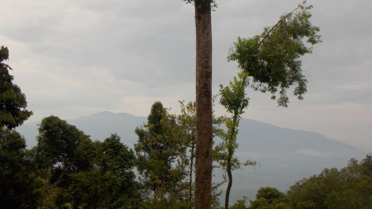 Gunung Rumput di perbatasan Indonesia dan Malaysia