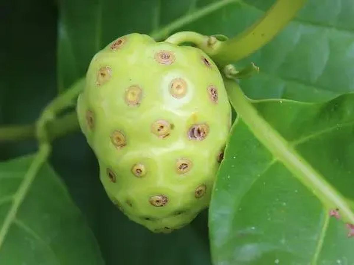 2. Mengkudu