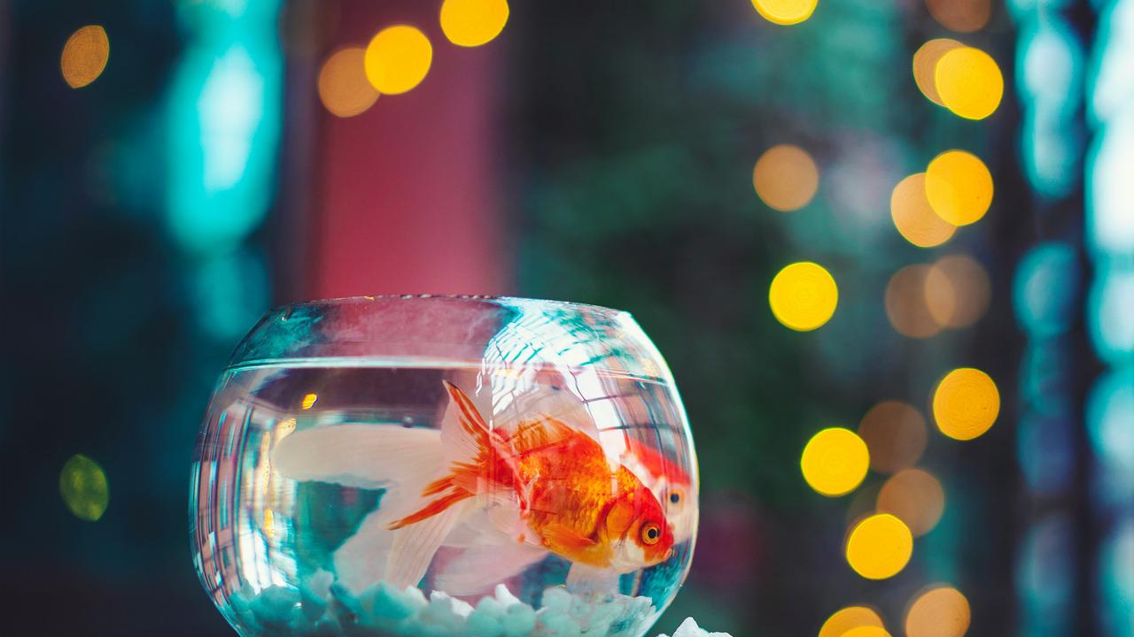 8 Ikan Hias Air Tawar Cantik yang Murah dan Mudah Diternakan di Akuarium, Cocok untuk Pemula