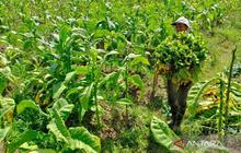 Tahukah Anda? Industri Kretek Sumbang 95% Cukai Negara, Legislator Desak Perlindungan Industri Kretek Nasional